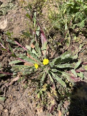 Camissoniopsis