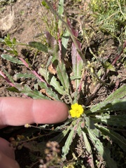 Camissoniopsis