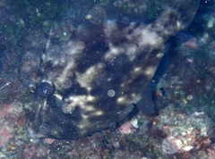 Stephanolepis hispida