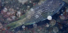 Chromis lubbocki