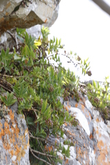 Teedia lucida