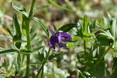 Delphinium menziesii