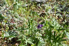Delphinium menziesii