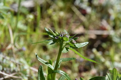 Delphinium menziesii