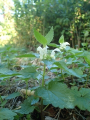 Lamium album