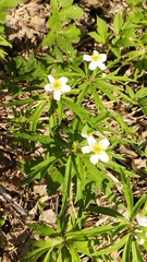 Anemonoides caerulea