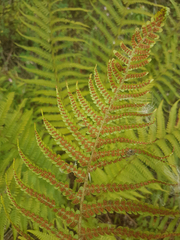 Dryopteridoideae