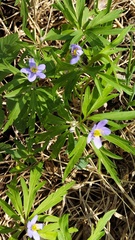 Anemonoides caerulea