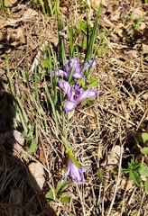 Iris ruthenica
