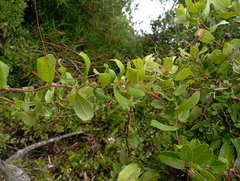Mutisia spinosa
