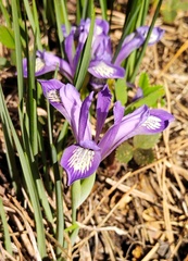Iris ruthenica
