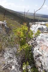 Notobubon galbanum
