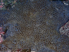 Palythoa caribaeorum