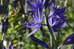 Camassia leichtlinii