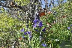 Camassia leichtlinii