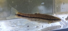 Rhinichthys obtusus