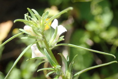 Misopates calycinum