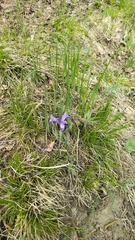 Iris ruthenica