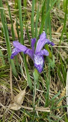 Iris ruthenica