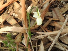 Narcissus triandrus