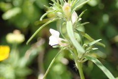 Misopates calycinum