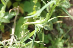 Misopates calycinum
