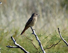 Knipolegus aterrimus