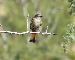 Knipolegus aterrimus