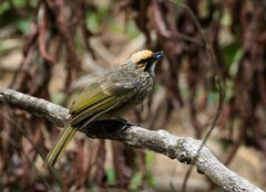 Pycnonotus zeylanicus