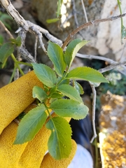 Sambucus cerulea