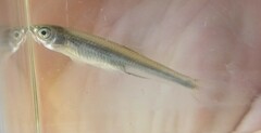 Notropis atherinoides