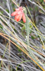 Erica cerinthoides cerinthoides