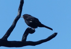 Knipolegus aterrimus