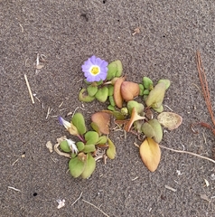 Nolana paradoxa