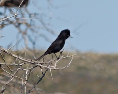 Knipolegus aterrimus