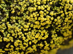 Flavoplaca citrina