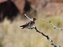 Alopochelidon fucata