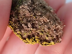 Flavoplaca citrina