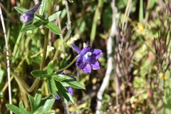 Delphinium menziesii