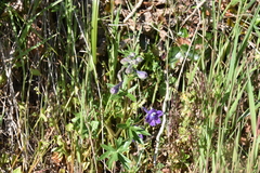 Delphinium menziesii
