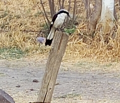 Lanius excubitoroides