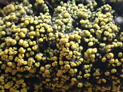 Flavoplaca citrina
