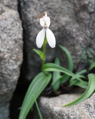 Brownleea macroceras