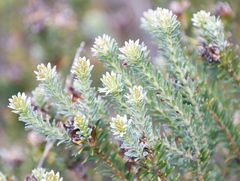 Adenandra gummifera