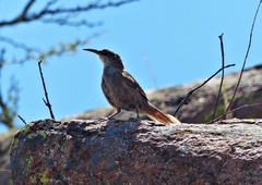 Tarphonomus certhioides