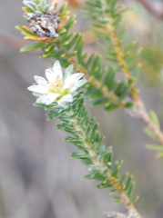 Adenandra gummifera