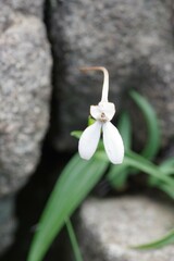 Brownleea macroceras