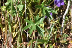 Delphinium menziesii