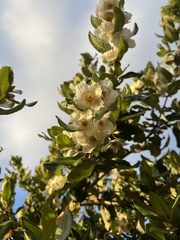 Eucryphia cordifolia