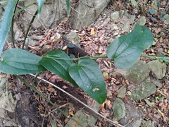 Smilax china